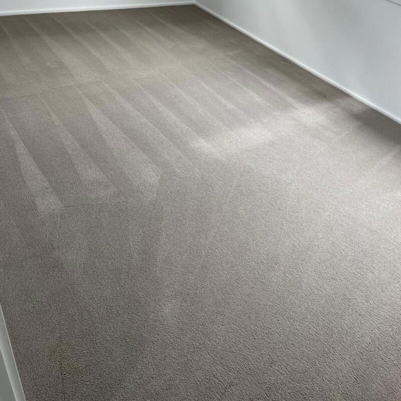 A Newly Cleaned Carpet